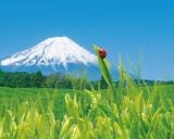 株式会社 荒畑園