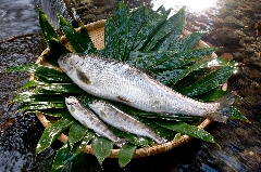 有限会社　下山養魚場